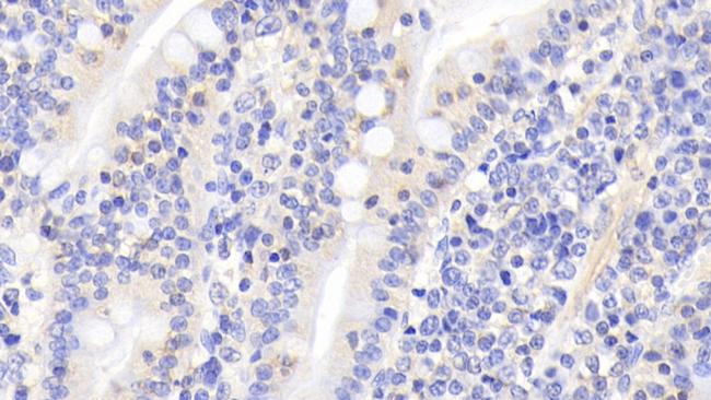 Activin A Antibody in Immunohistochemistry (Paraffin) (IHC (P))