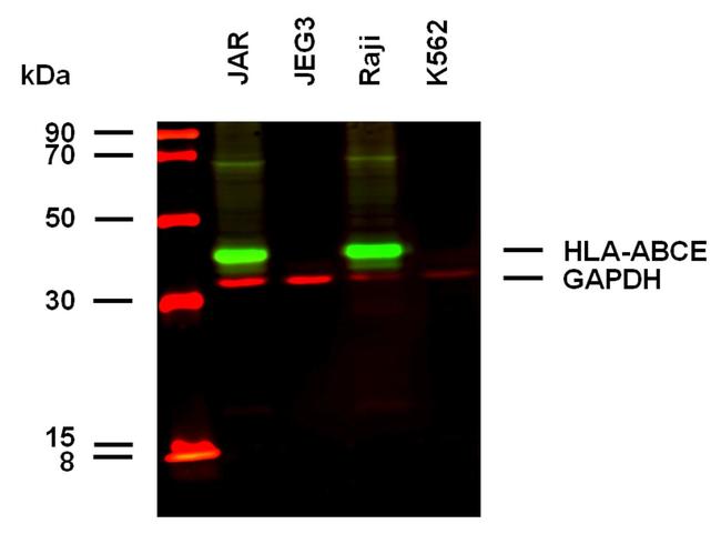 HLA-ABCE Antibody in Western Blot (WB)