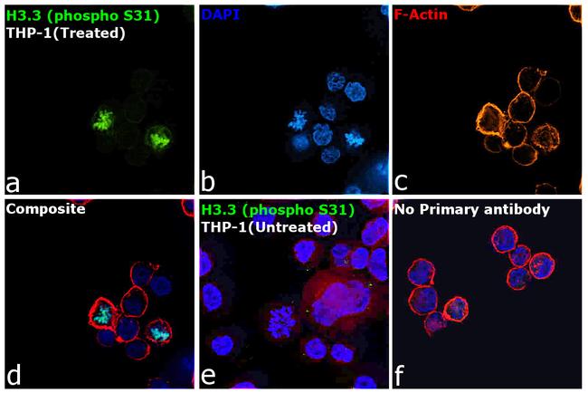 Phospho-Histone H3.3 (Ser31) Antibody in Immunocytochemistry (ICC/IF)