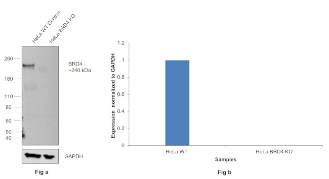 BRD4 Antibody in Western Blot (WB)