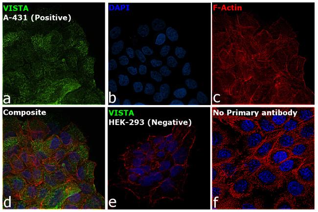 VISTA Antibody in Immunocytochemistry (ICC/IF)