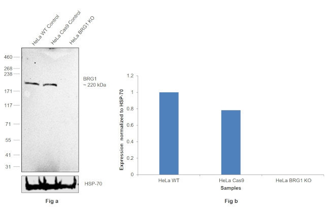 BRG1 Antibody in Western Blot (WB)