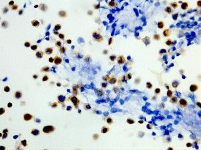 B-Raf (V600E) Antibody in Western Blot (WB)