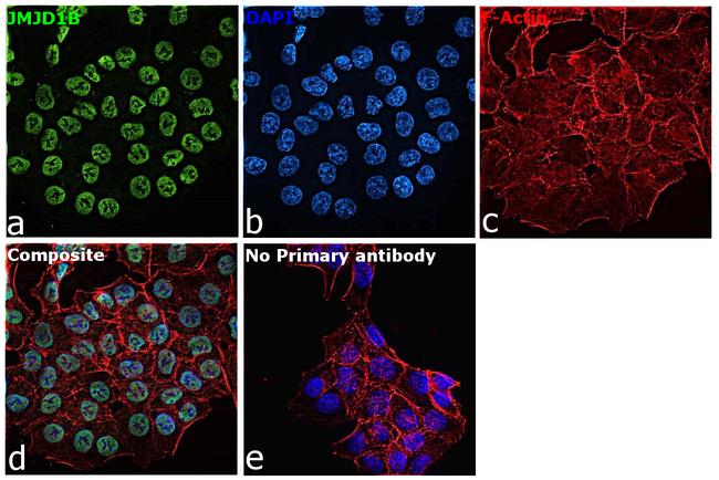 JMJD1B Antibody in Immunocytochemistry (ICC/IF)