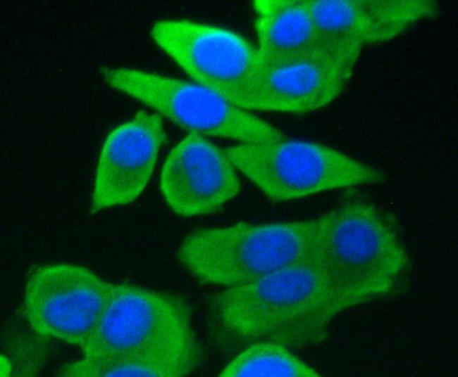 GRP75 Antibody in Immunocytochemistry (ICC/IF)