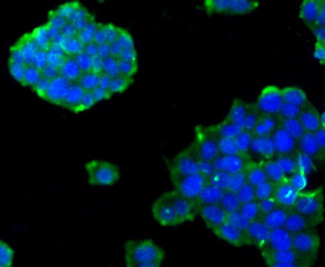 Cyclin A2 Antibody in Immunocytochemistry (ICC/IF)