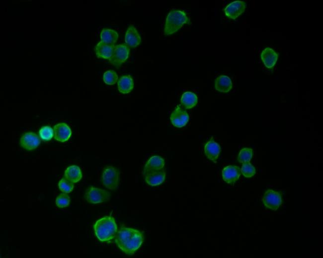 PSD-95 Antibody in Immunocytochemistry (ICC/IF)