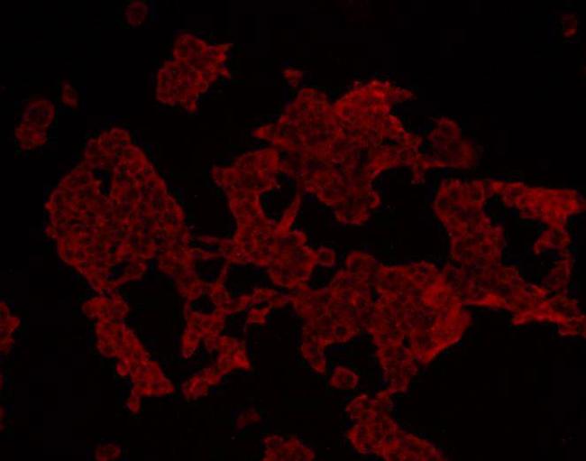 HADH Antibody in Immunocytochemistry (ICC/IF)