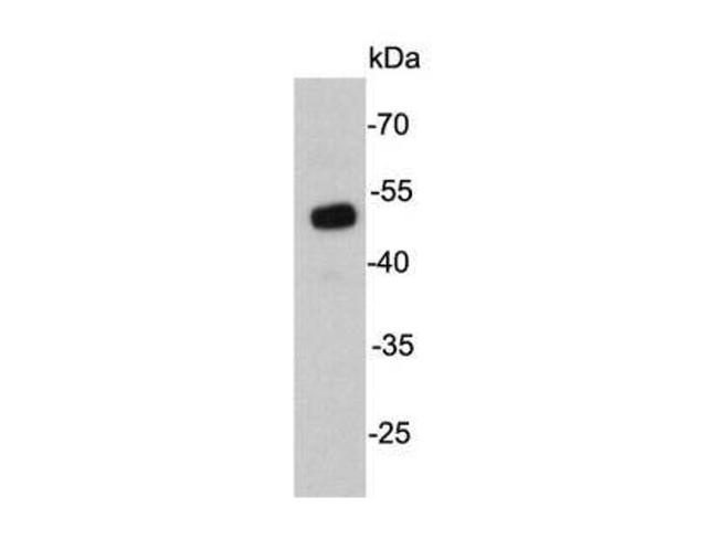 UTF1 Antibody in Western Blot (WB)