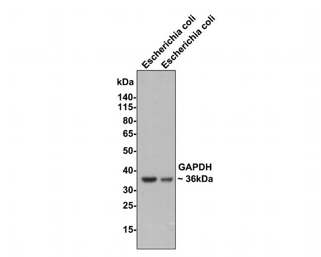 GAPDH Antibody in Immunocytochemistry (ICC/IF)