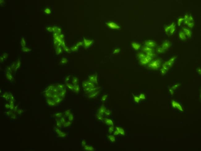 Histone H3 Antibody in Immunocytochemistry (ICC/IF)