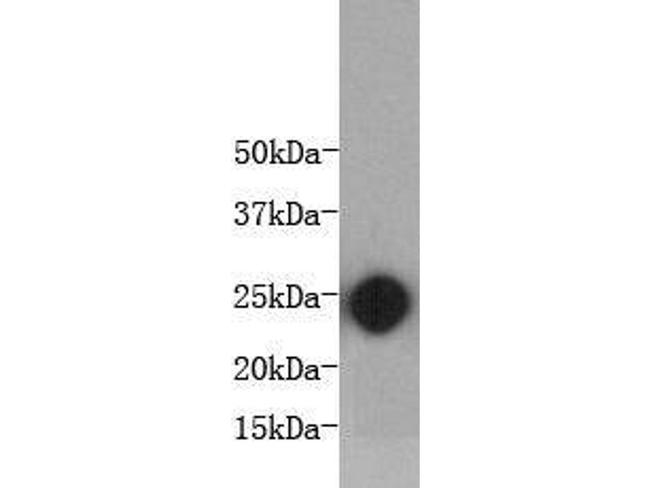 IL-6 Antibody in Western Blot (WB)