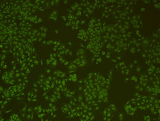 HP1 alpha Antibody in Immunocytochemistry (ICC/IF)