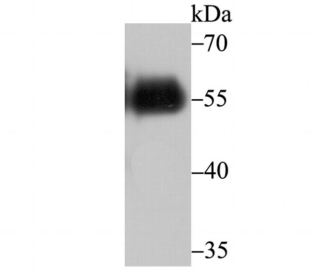 V5 Tag Antibody in Western Blot (WB)