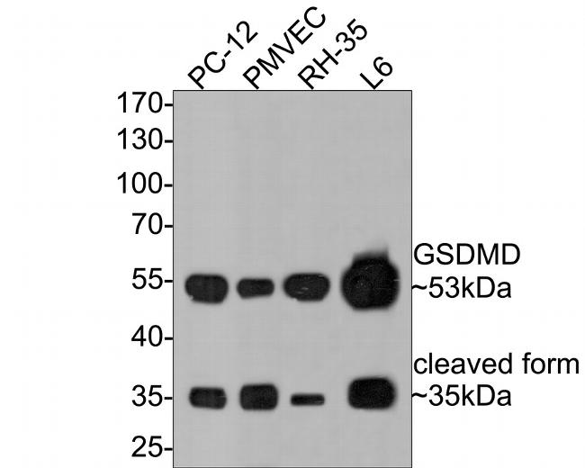 GSDMD Antibody in Western Blot (WB)