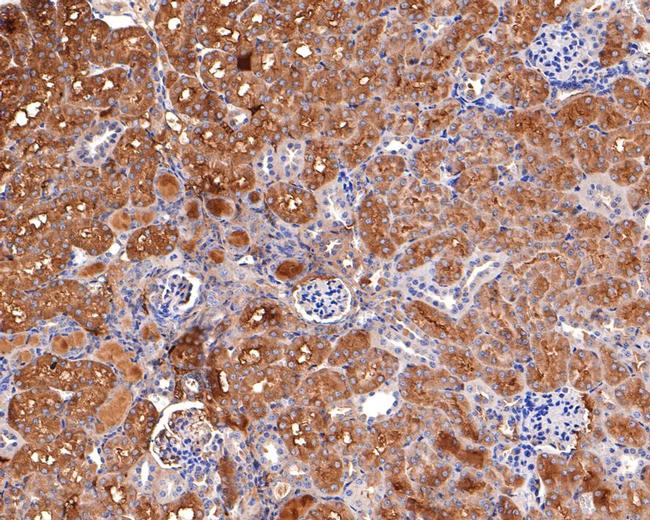 PAH Antibody in Immunohistochemistry (Paraffin) (IHC (P))