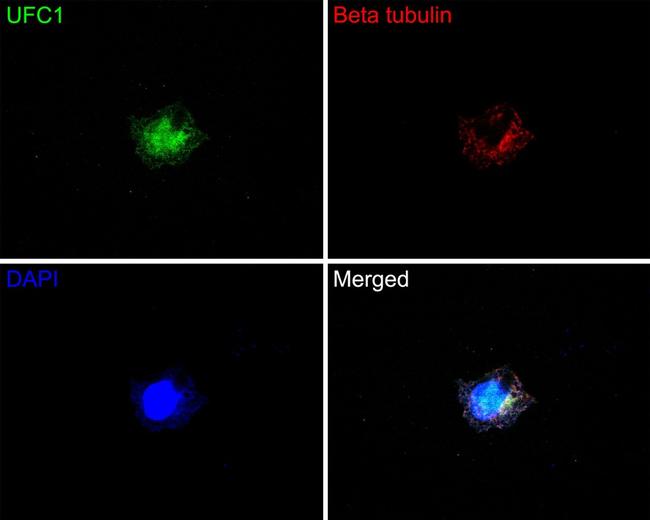 UFC1 Antibody in Immunocytochemistry (ICC/IF)