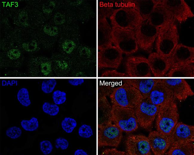 TAF3 Antibody in Immunocytochemistry (ICC/IF)