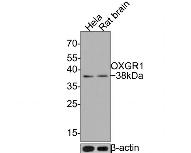 OXGR1 Antibody in Western Blot (WB)