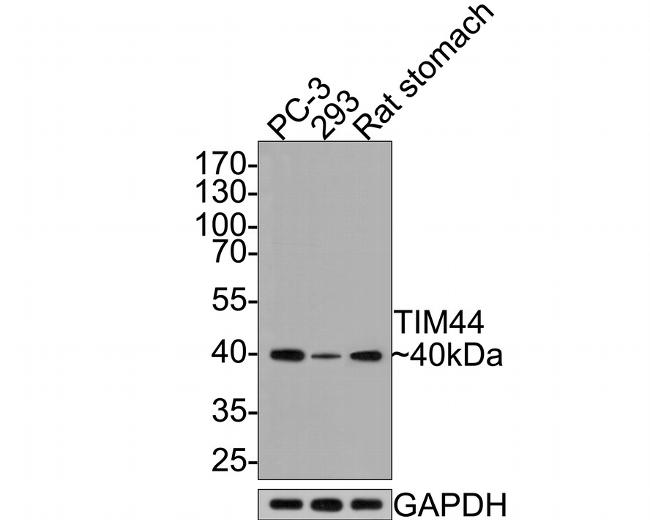 TIMM44 Antibody in Western Blot (WB)