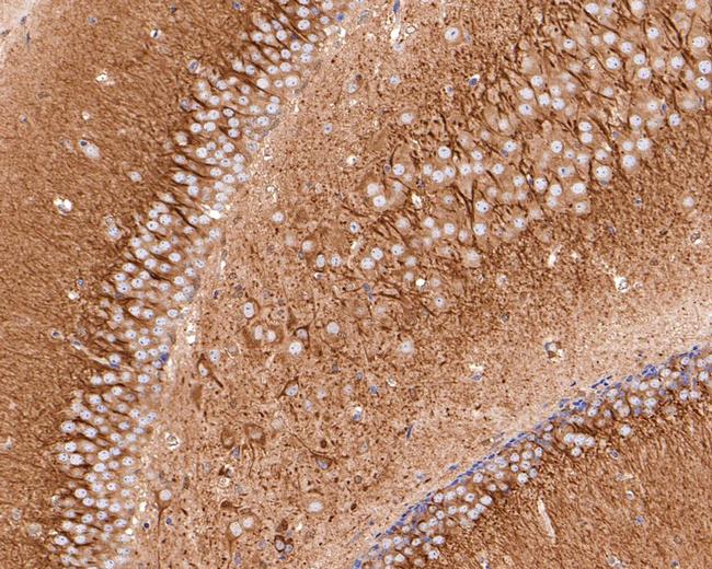 TPMT Antibody in Immunohistochemistry (Paraffin) (IHC (P))