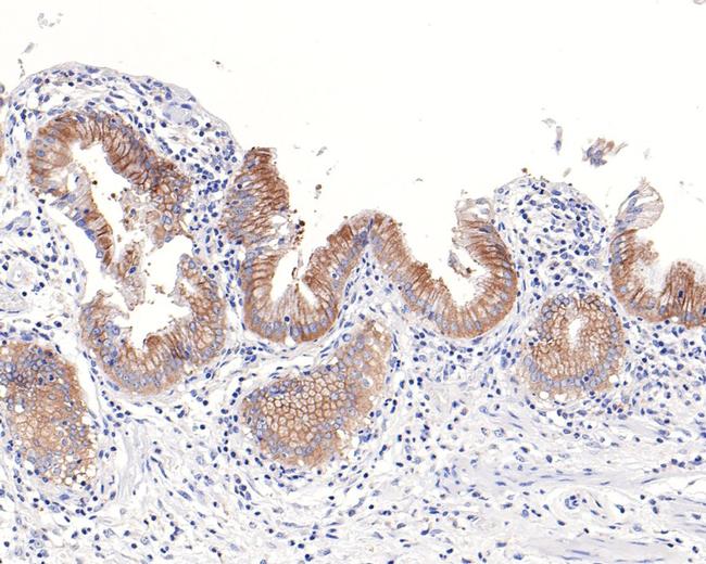 IQGAP2 Antibody in Immunohistochemistry (Paraffin) (IHC (P))