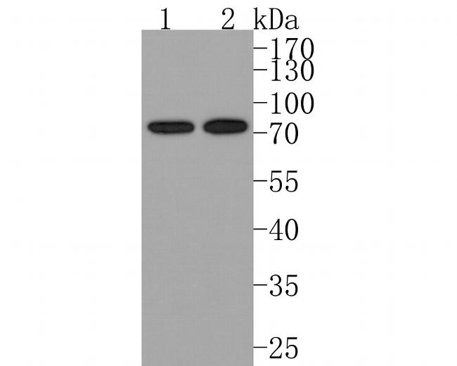 BLNK Antibody in Western Blot (WB)