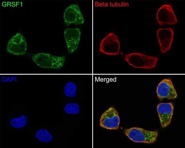 GRSF1 Antibody in Immunocytochemistry (ICC/IF)