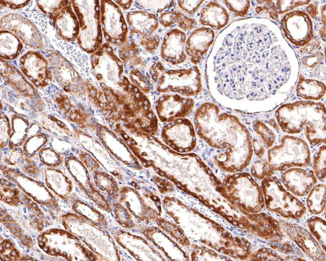 STOML2 Antibody in Immunohistochemistry (Paraffin) (IHC (P))