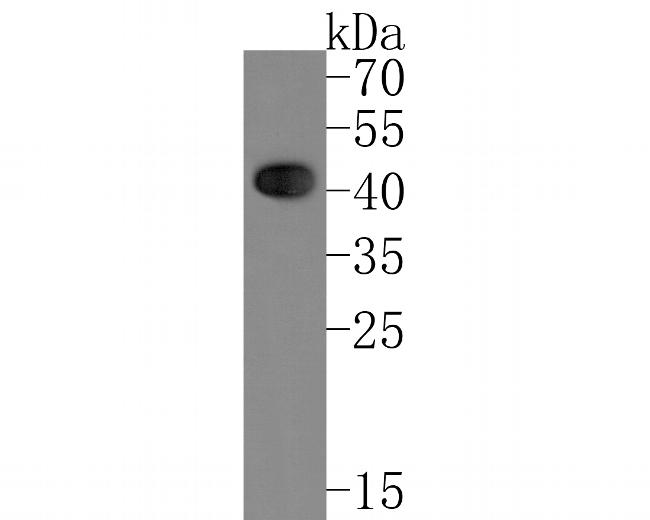 ATOH1 Antibody in Western Blot (WB)