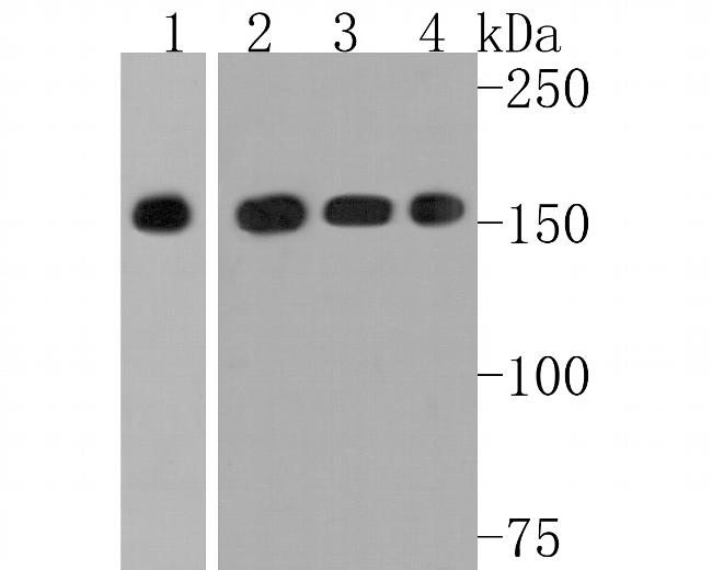 SOS1 Antibody in Western Blot (WB)