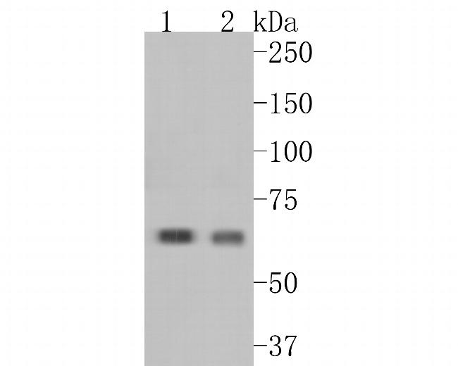 CRMP3 Antibody in Western Blot (WB)