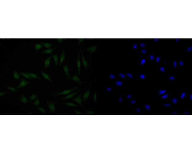 HDGF Antibody in Immunocytochemistry (ICC/IF)