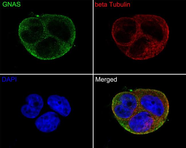 GNAS Antibody in Immunocytochemistry (ICC/IF)