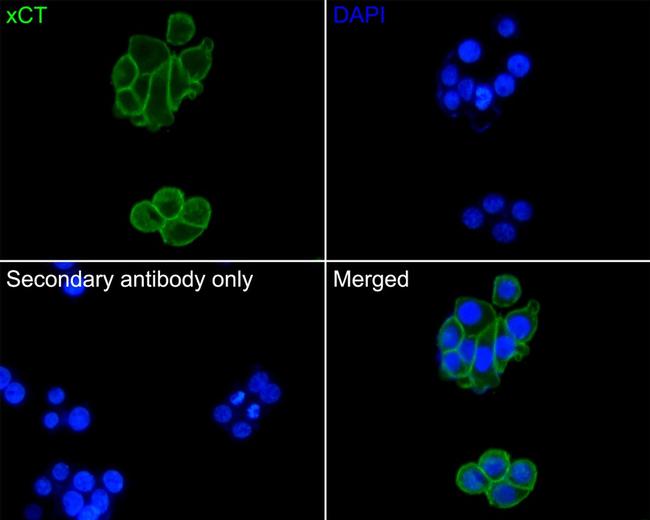 SLC7A11 Antibody in Immunocytochemistry (ICC/IF)