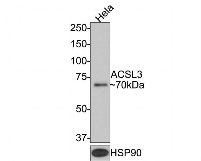 ACSL3 Antibody in Western Blot (WB)