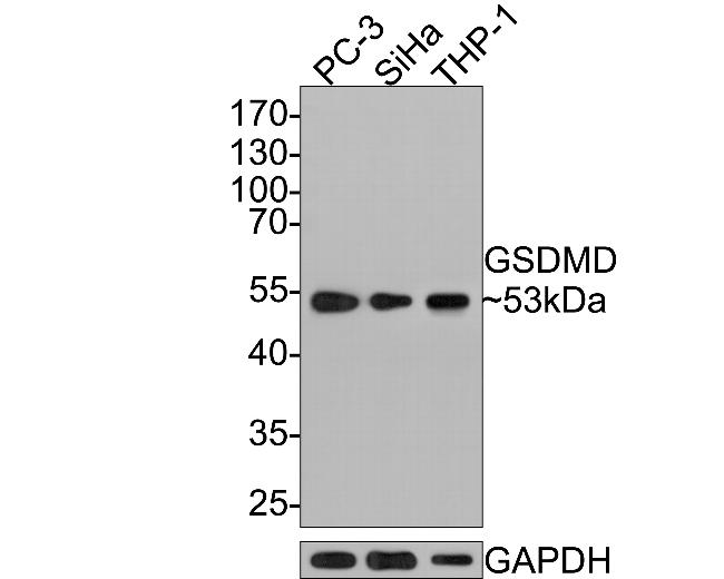 GSDMD Antibody in Western Blot (WB)