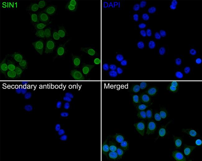 MAPKAP1 Antibody in Immunocytochemistry (ICC/IF)