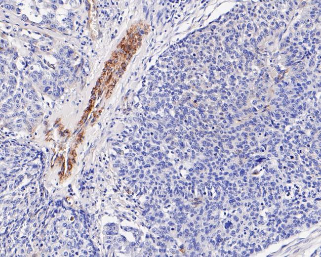 Caveolin 1 Antibody in Immunohistochemistry (Paraffin) (IHC (P))