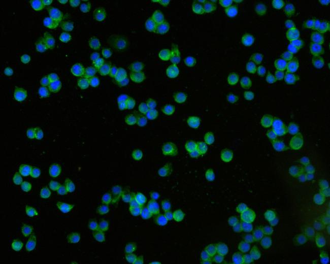 TROP2 Antibody in Immunocytochemistry (ICC/IF)