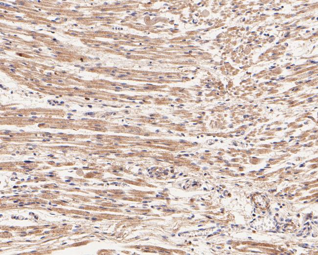 UCHL3 Antibody in Immunohistochemistry (Paraffin) (IHC (P))