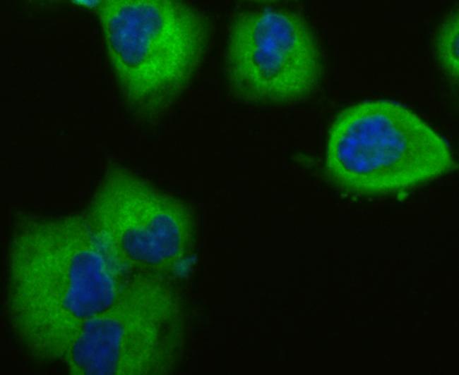 Vinculin Antibody in Immunocytochemistry (ICC/IF)