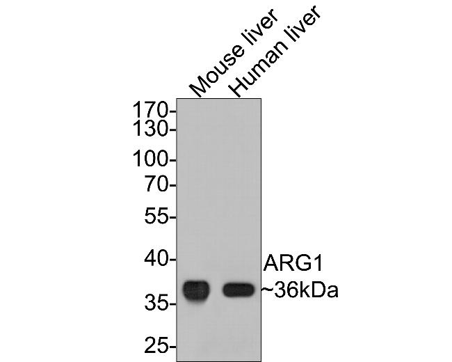 Arginase 1 Antibody in Western Blot (WB)