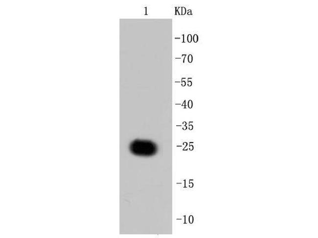 GFP Antibody in Western Blot (WB)