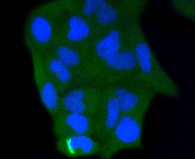 Caspase 3 Antibody in Immunocytochemistry (ICC/IF)