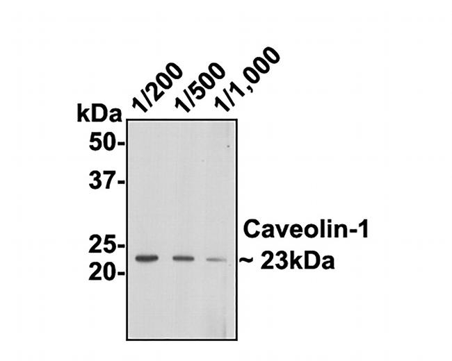 Caveolin 1 Antibody in Immunocytochemistry (ICC/IF)