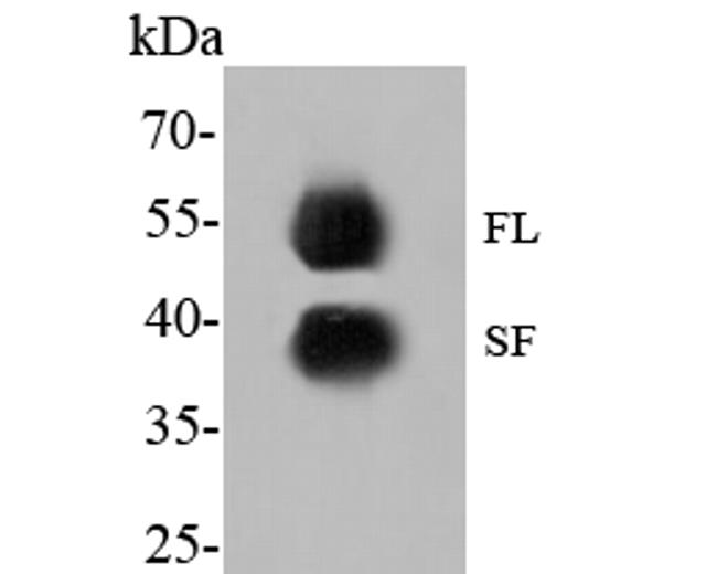 GATA3 Antibody in Western Blot (WB)