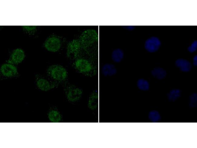 APE1 Antibody in Immunocytochemistry (ICC/IF)