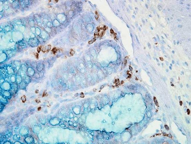 HSP90 alpha Antibody in Immunohistochemistry (PFA fixed) (IHC (PFA))