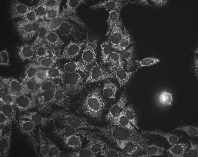 HSP60 Antibody in Immunocytochemistry (ICC/IF)